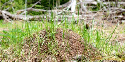 Ant hill in lawn