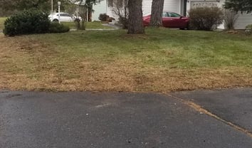 Salt Damaged Lawn