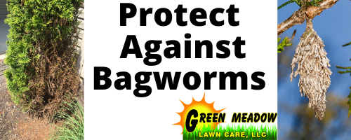 Bagworms in CT