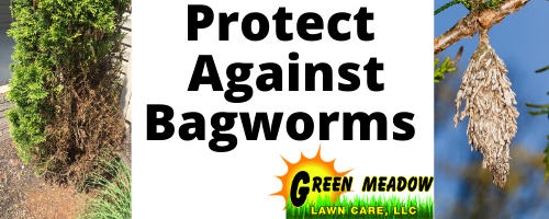 Bagworms in CT 