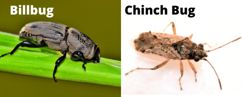 Billbug vs Chinch bug