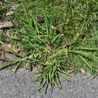 Crab Grass 