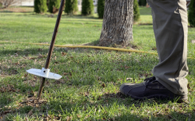 Deep root feeding tree landscapes