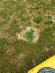 Lawn disease 