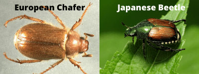 june bug vs european chafer