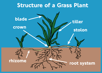 Grass plant structure