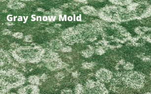 Gray Snow Mold