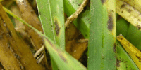 Gray Leaf Spot 