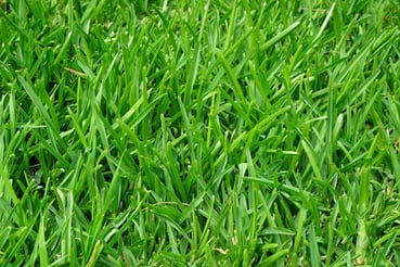 How to get rid of crab grass 