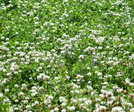 GreenMeadow-Lawn-Care-White-Clover