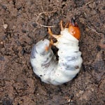 grub worm larvae