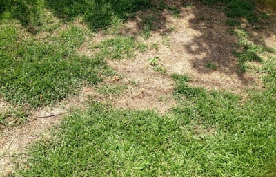 Signs of Grub Damage