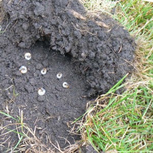 Grubs eating grass roots