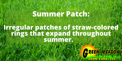 summer patch lawn diseases
