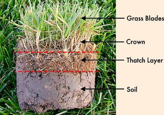 Thatch layer above soil 