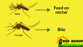 Male_vs_Female_Mosquito