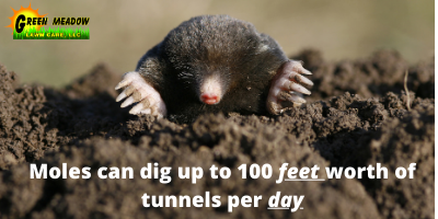 Moles can dig up to 100 feet worth of tunnels per day