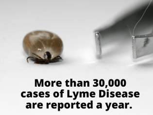 More than 30,000 cases of Lyme Disease are reported a year.
