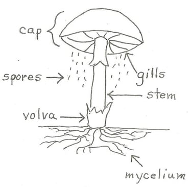 Mushroom mycelium cap diagram