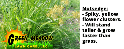 how to identify nutsedge