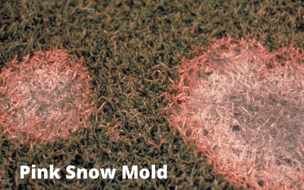 Pink Snow Mold