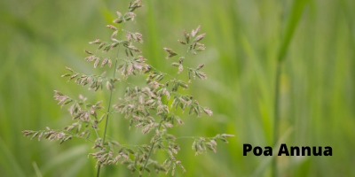 Poa Annua