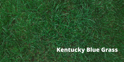 Kentucky bluegrass