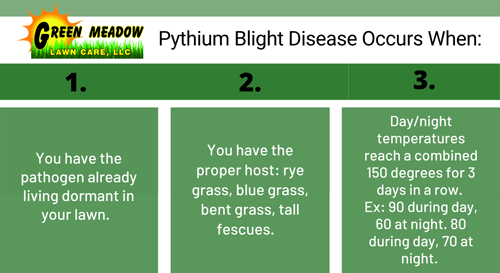 Pythium Blight Signs