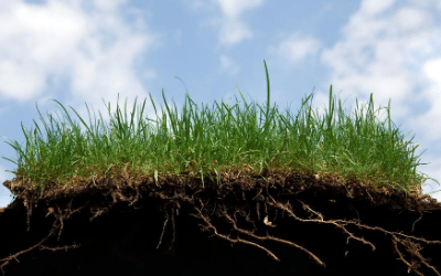 humic acid binds to roots