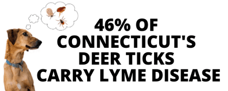 Connecticut deer ticks and lyme disease