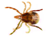 Ellington Connecticut Tick Control