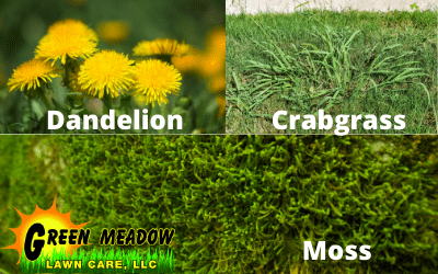 How To Get Rid of Weeds in My Lawn [The Ultimate Guide]