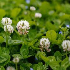 how to identify White Clover