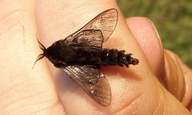 adult bag worm moth
