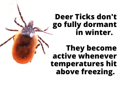 Can Ticks Survive Cold Weather?