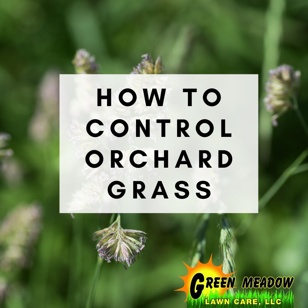 How-to-control-orchard-grass-green-meadow-lawn-care
