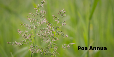 Poa annua or annual blue grass