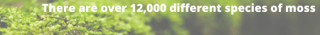 12,000 species of moss